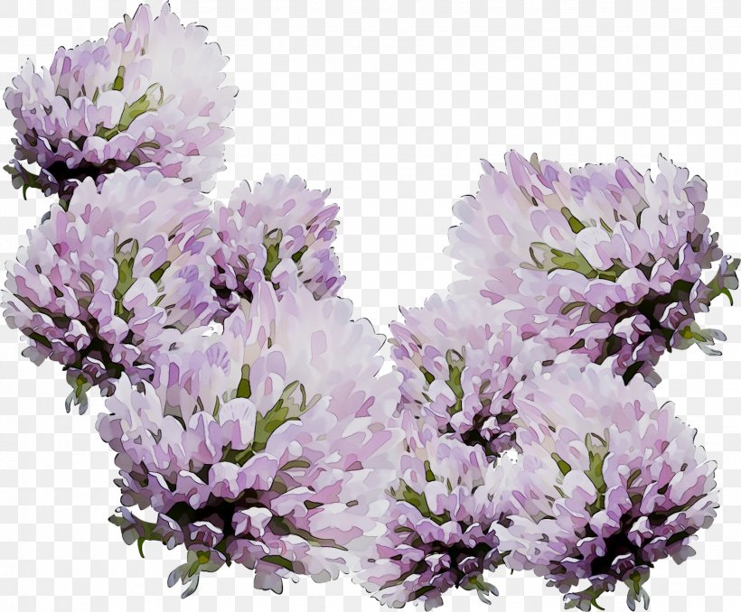 English Lavender Subshrub, PNG, 1855x1534px, English Lavender, Flower, Flowering Plant, Lavender, Lilac Download Free