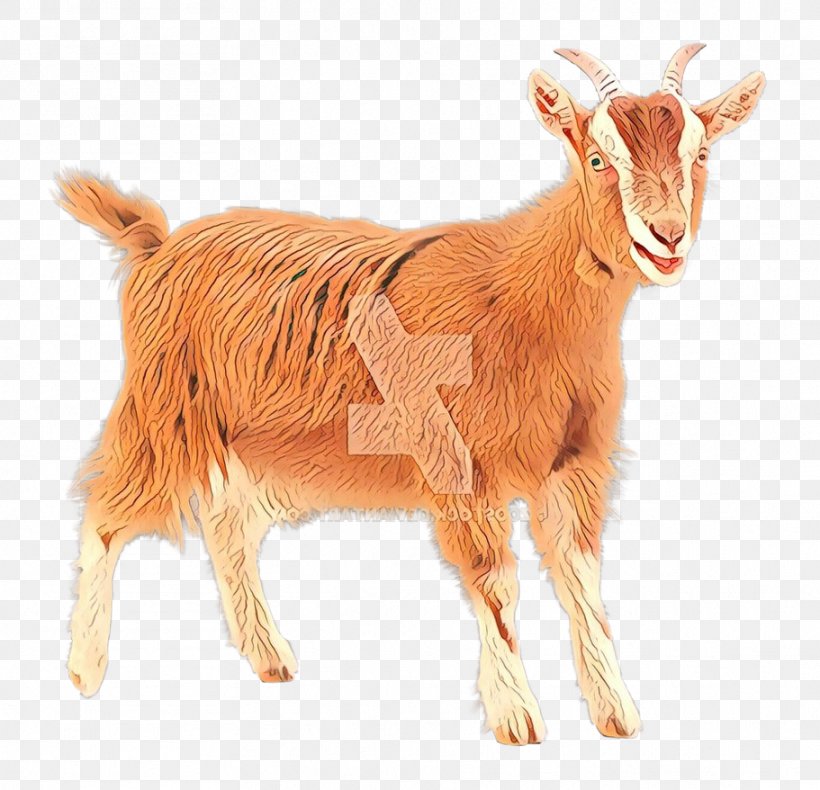 Feral Goat Sheep Bovidae Cat, PNG, 911x878px, Goat, Animal, Argali ...