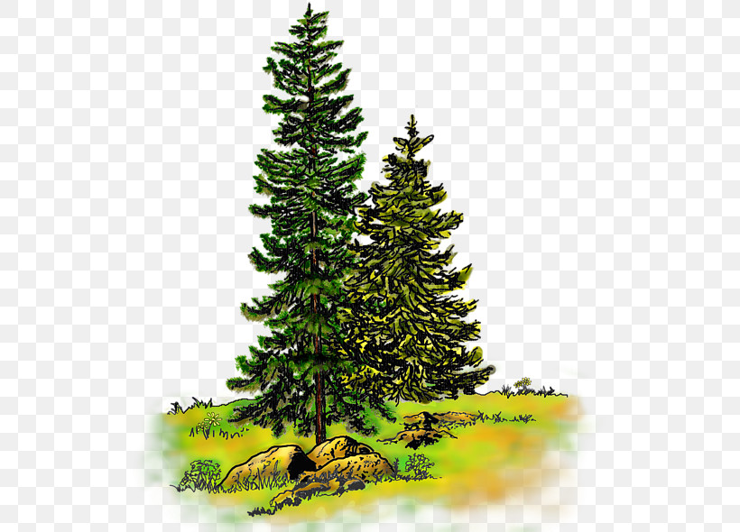 Spruce Pine Watercolor Painting Tree Fir, PNG, 534x590px, Spruce, Evergreen, Fir, Larch, Mixed Media Download Free