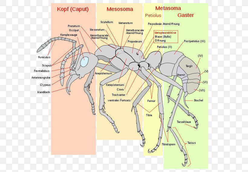 Red Imported Fire Ant Insect Anatomy Gaster, PNG, 640x567px, Watercolor, Cartoon, Flower, Frame, Heart Download Free