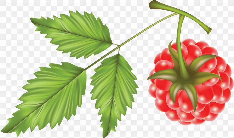 Red Raspberry Clip Art, PNG, 6616x3913px, Raspberry, Fruit, Image File Formats, Leaf, Natural Foods Download Free