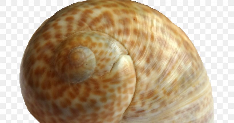 Sea Snail Clam Escargot Grooved Carpet Shell, PNG, 1024x538px, Snail, Clam, Cockle, Conchology, Cornu Aspersum Download Free