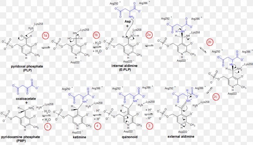 Biosynthesis Metabolism Biochemistry Alpha-Ketoglutaric Acid Polysaccharide, PNG, 1000x574px, Biosynthesis, Alphaketoglutaric Acid, Amino Acid, Anabolism, Area Download Free