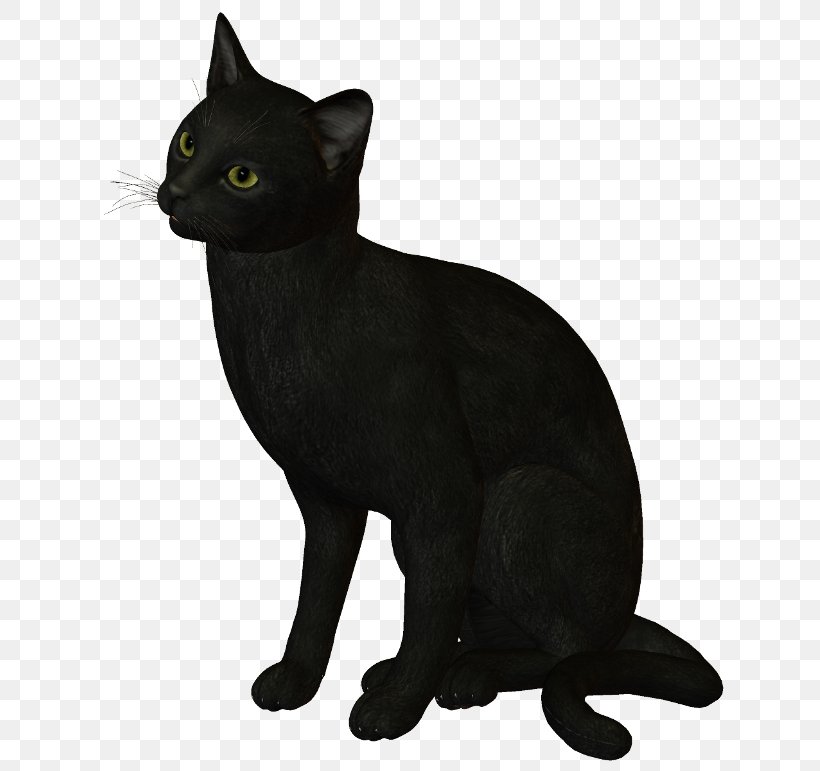 Black Cat Bombay Cat Korat Burmese Cat Havana Brown, PNG, 650x771px, Black Cat, American Wirehair, Asian, Black, Bombay Download Free