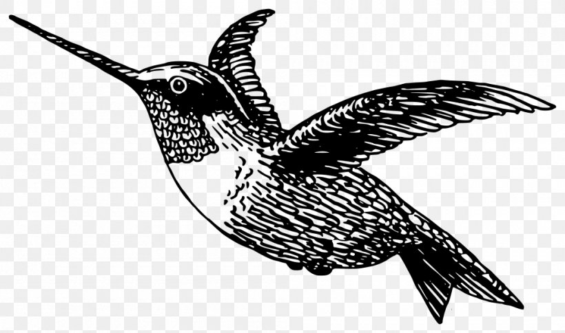 Drawing Hummingbird Coloring Book Clip Art, PNG, 1000x591px, Drawing, Art, Ausmalbild, Beak, Bird Download Free