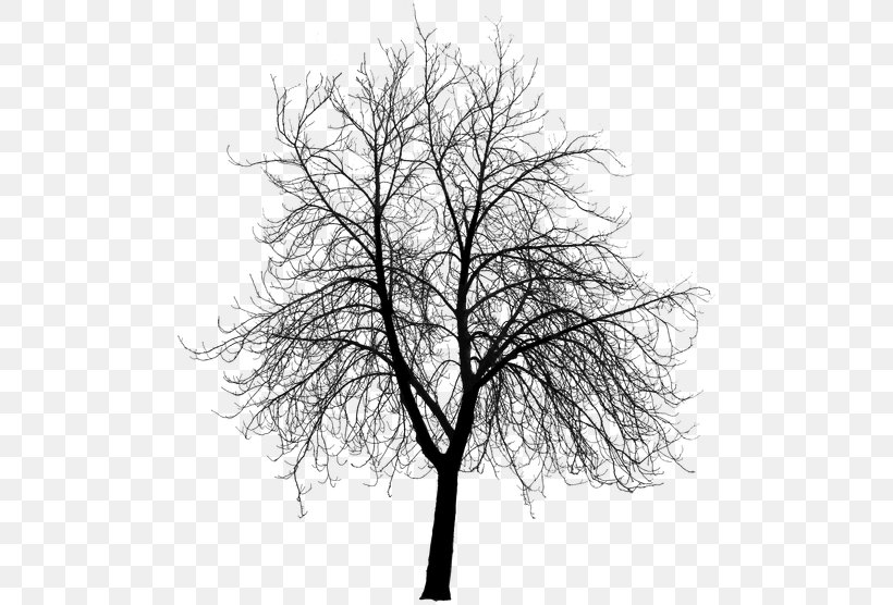 Tree Silhouette Building Architect Drawing, PNG, 500x556px, Tree, Architect, Birch, Black And White, Branch Download Free