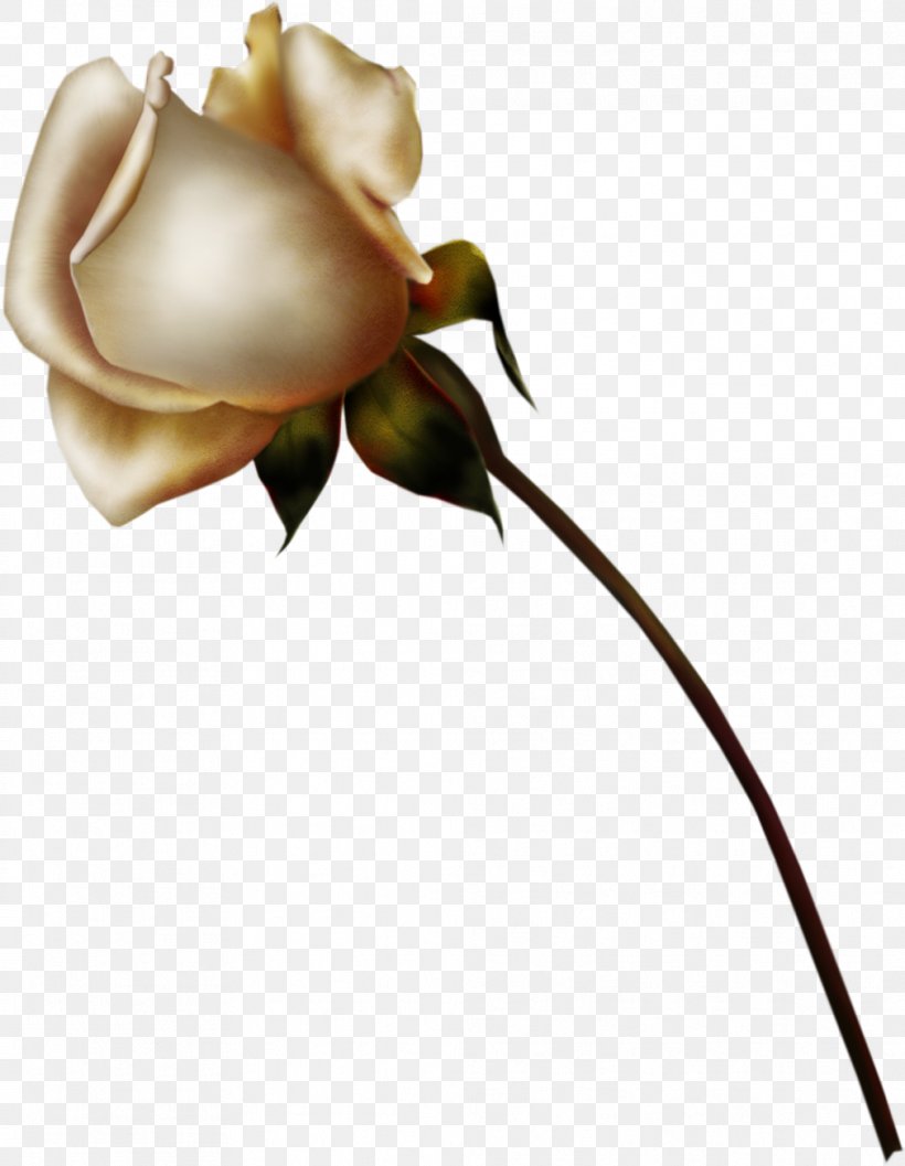 Clip Art Still Life: Pink Roses Desktop Wallpaper, PNG, 1011x1304px, Rose, Blue Rose, Botany, Bud, Cut Flowers Download Free