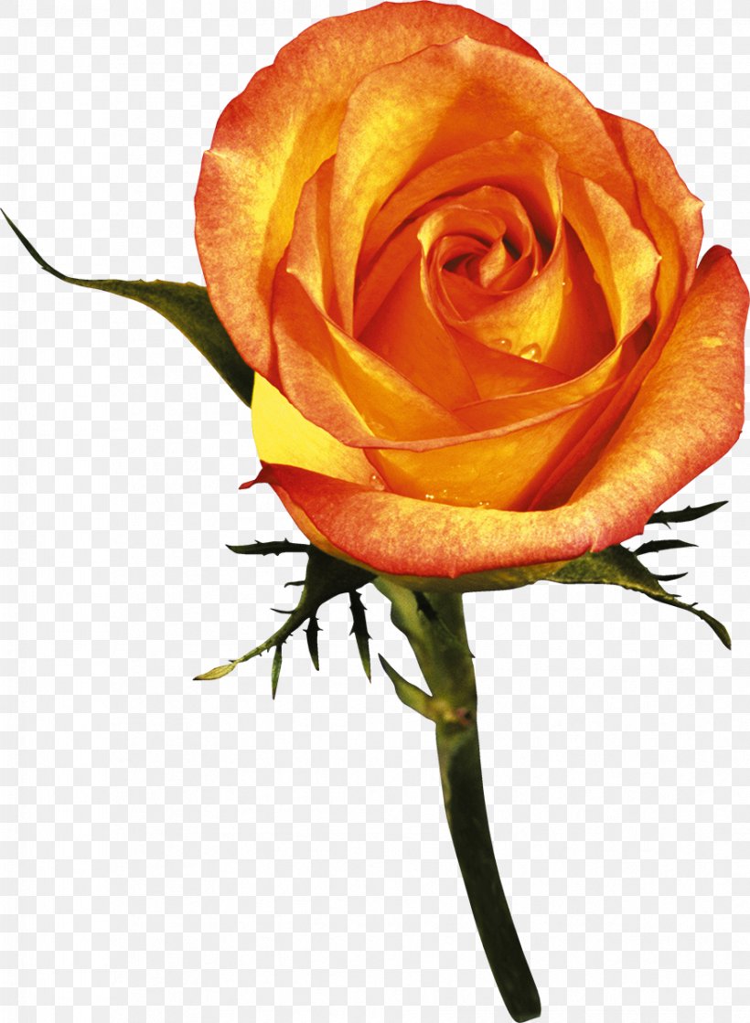 Garden Roses Flower Orange Red, PNG, 879x1200px, Rose, Color, Cut Flowers, Floribunda, Floristry Download Free