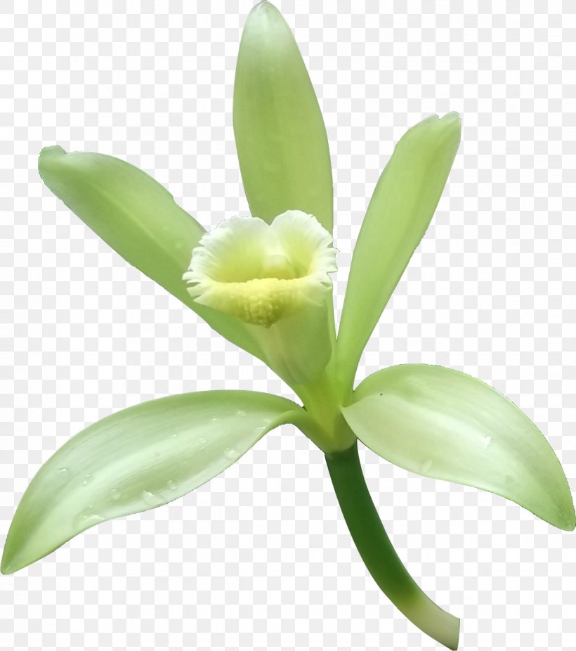 Herb Vanilla, PNG, 1222x1380px, Herb, Cattleya, Cyan, Flower, Green Download Free