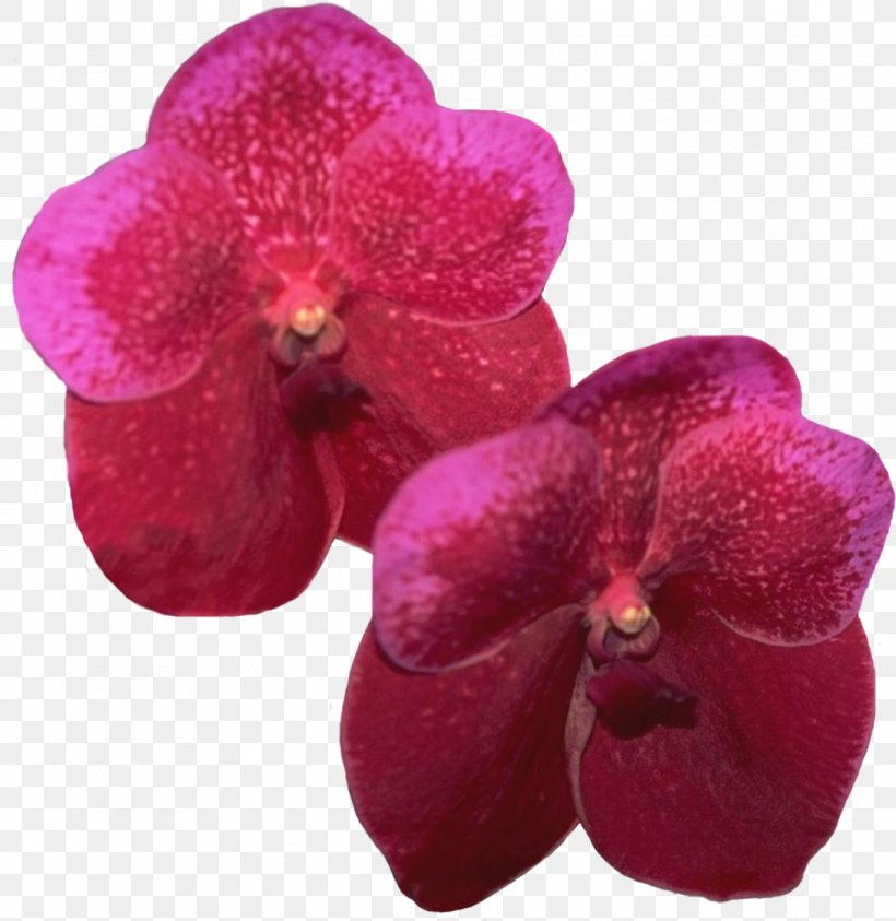 Lilac Violet Magenta Purple Moth Orchids, PNG, 1090x1121px, Lilac, Family, Flower, Flowering Plant, Herbaceous Plant Download Free