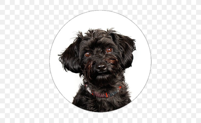 Miniature Schnauzer Schnoodle Affenpinscher Glen Havanese Dog, PNG, 500x500px, Miniature Schnauzer, Affenpinscher, Bolonka, Breed, Carnivoran Download Free