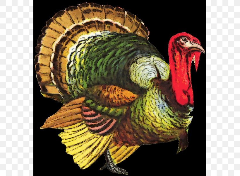 Turkey Meat Desktop Wallpaper Clip Art, PNG, 591x600px, Turkey, Beak, Bird, Display Resolution, Domesticated Turkey Download Free