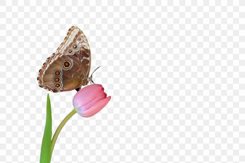 Butterfly Insect Moths And Butterflies Pollinator Brush-footed Butterfly, PNG, 2452x1632px, Butterfly, Brushfooted Butterfly, Coenonympha, Flower, Insect Download Free