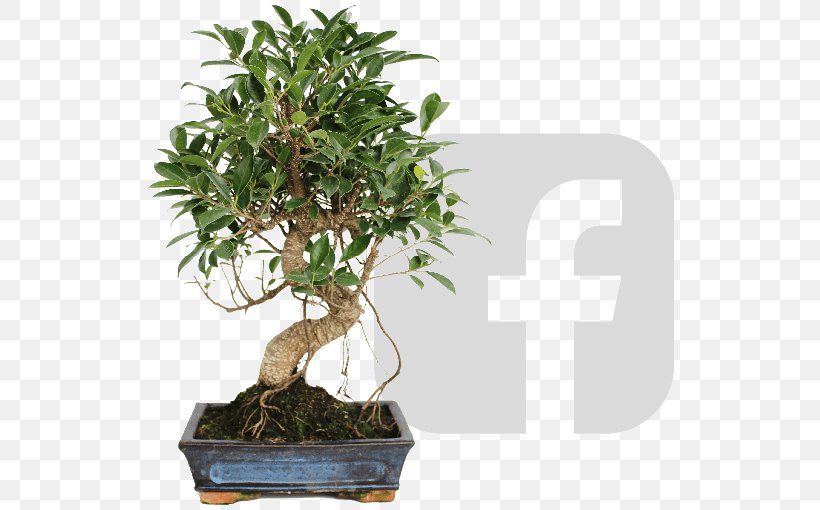 Chinese Sweet Plum Tree Vermouth Flowerpot Bonsai, PNG, 530x510px, 2018, Chinese Sweet Plum, April, Bonsai, Facebook Download Free