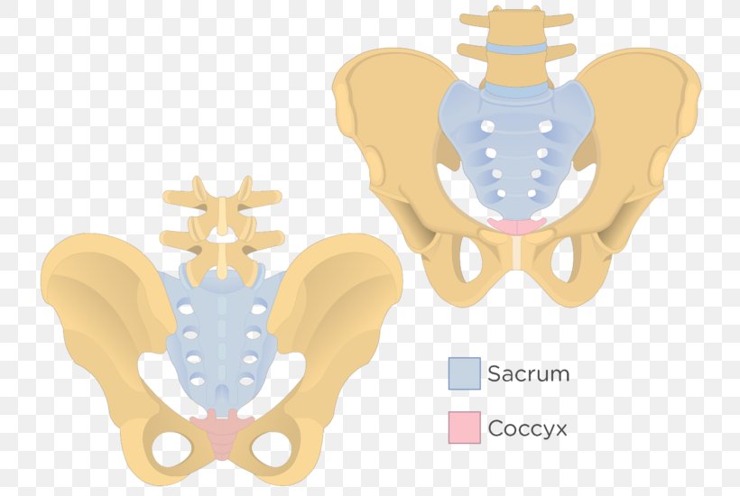 Iliopectineal Line Sacrum Coccyx Pelvis Bone, PNG, 745x550px, Watercolor, Cartoon, Flower, Frame, Heart Download Free