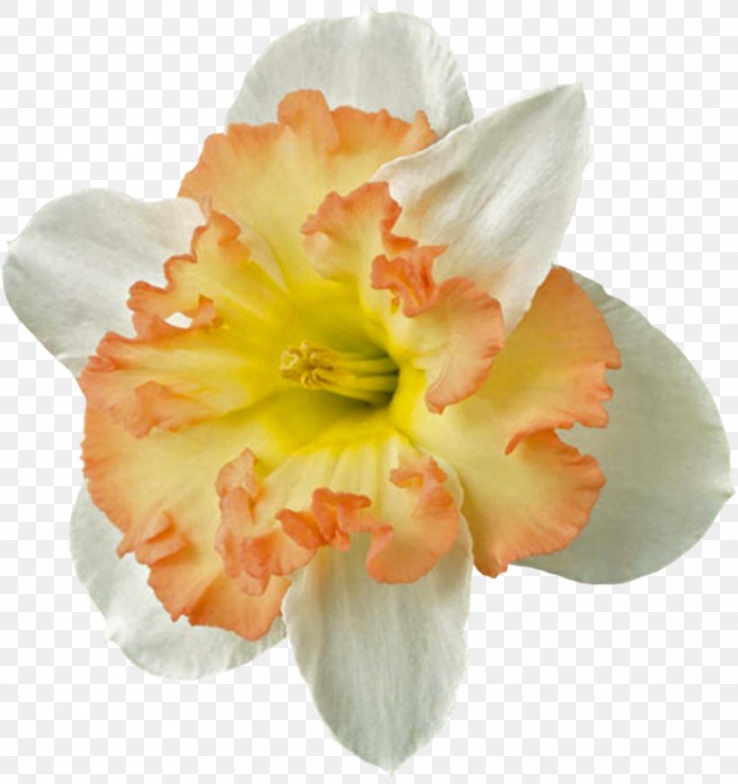 Bulb Flower Jonquil Zazzle Paper, PNG, 964x1024px, Bulb, Amaryllis Belladonna, Amaryllis Family, Clothing, Common Name Download Free