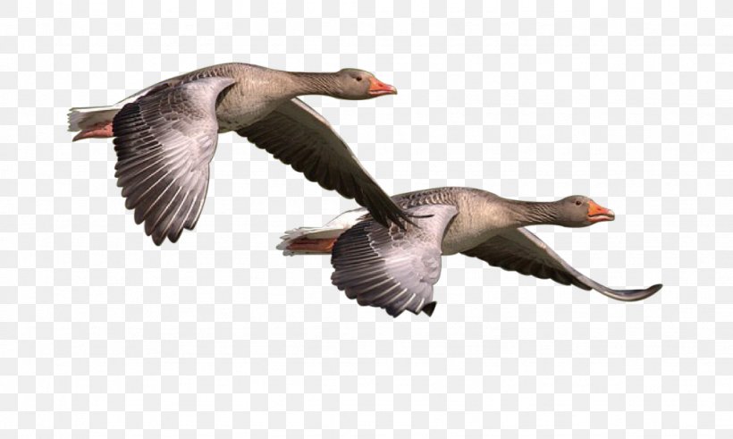 Canada Goose Bird, PNG, 1024x614px, Goose, Beak, Bird, Canada Goose, Duck Download Free
