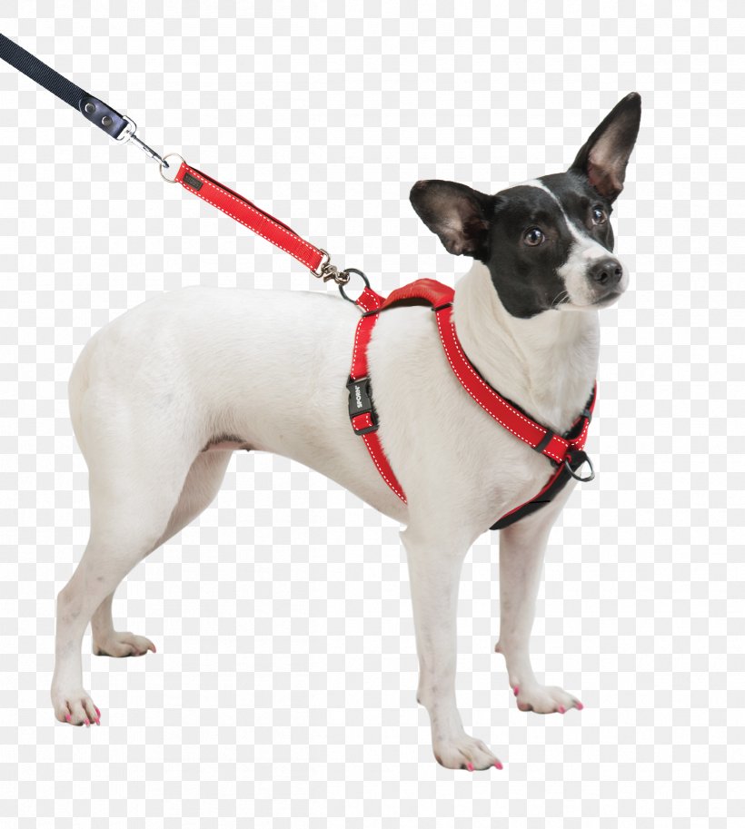 Dog Breed Toy Fox Terrier Miniature Fox Terrier Dog Harness Rat Terrier, PNG, 2415x2690px, Dog Breed, Collar, Companion Dog, Dog, Dog Clothes Download Free