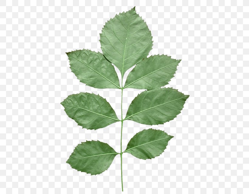 Leaf Texture Mapping Alpha Compositing, PNG, 640x640px, Leaf, Aliasing, Alpha Compositing, Alpha To Coverage, Directdraw Surface Download Free