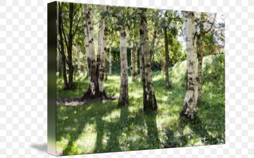 Temperate Broadleaf And Mixed Forest Birch Woodland Landscape, PNG, 650x511px, Birch, Biome, Birch Family, Broadleaved Tree, Ecosystem Download Free