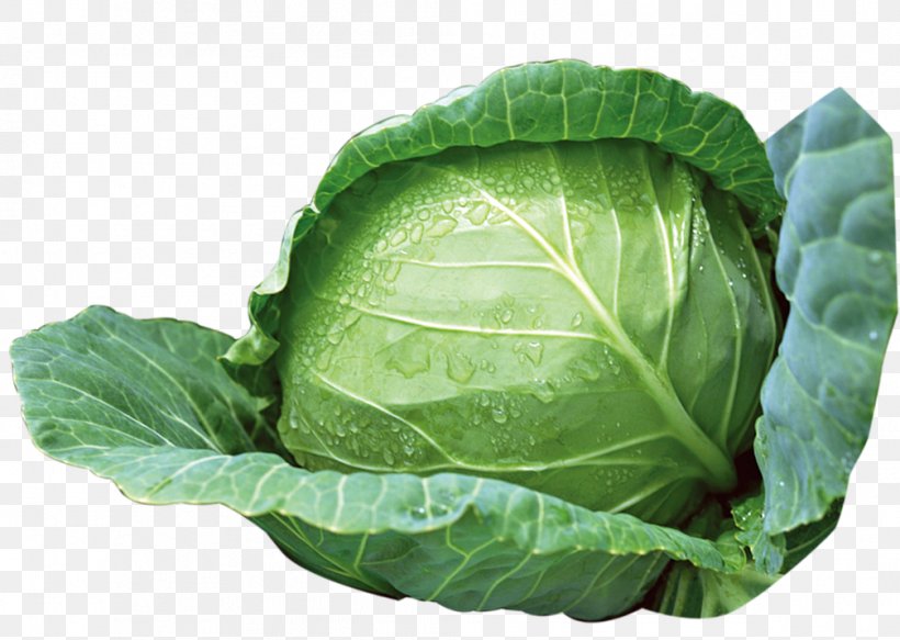 Cabbage Vegetable, PNG, 1007x717px, Cabbage, Artworks, Brassica Oleracea, Chard, Collard Greens Download Free