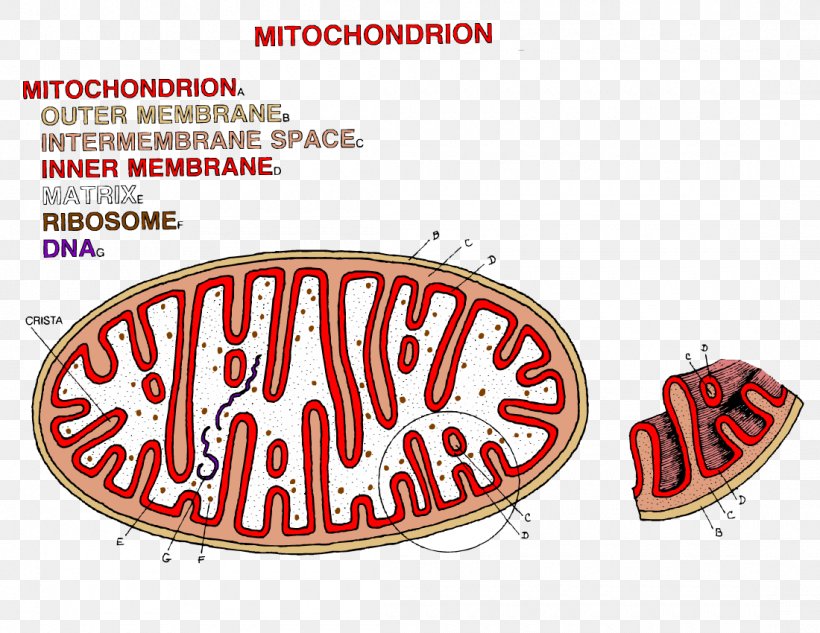Chloroplast Mitochondrion Coloring Book Adenosine Triphosphate, PNG, 1100x850px, Chloroplast, Adenosine Triphosphate, Area, Brand, Cell Download Free