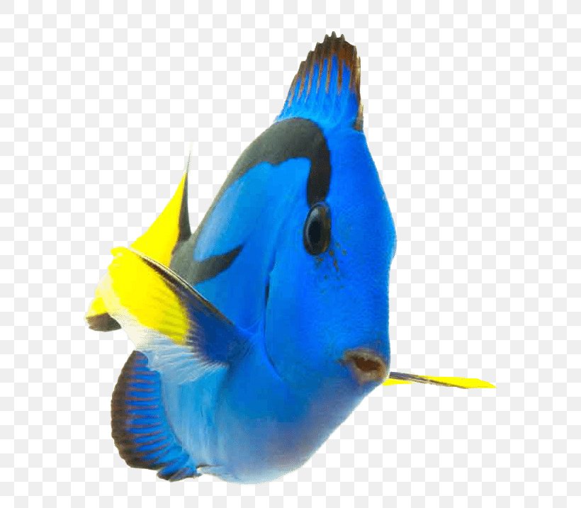 Coral Reef Fish Palette Surgeonfish Saltwater Fish, PNG, 613x717px, Coral Reef Fish, Aquarium, Beak, Clownfish, Cobalt Blue Download Free