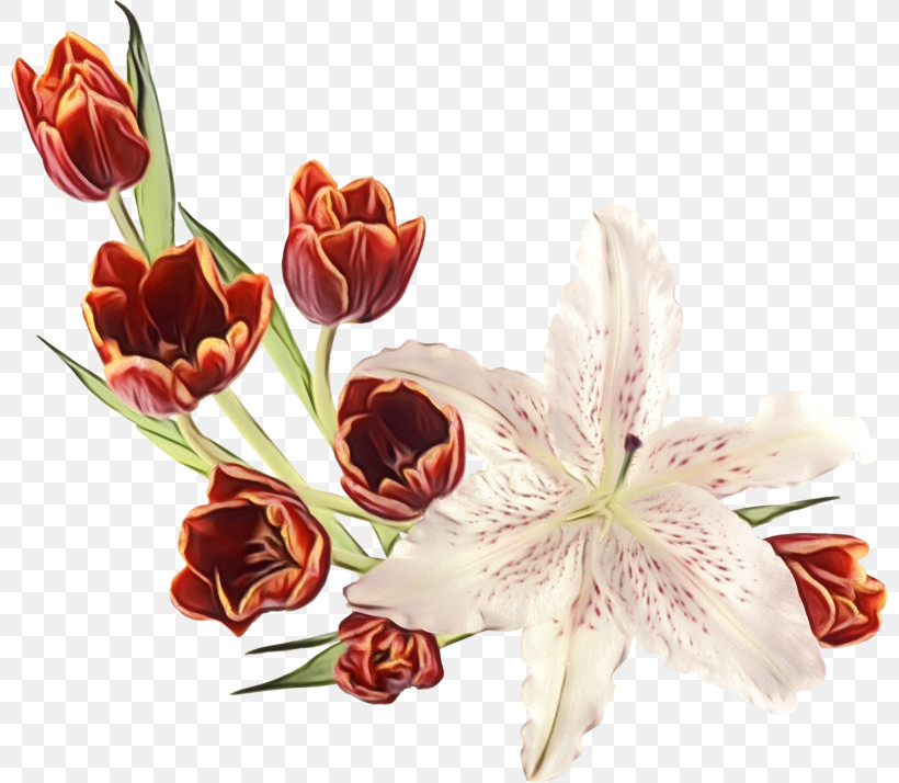 Flower Cut Flowers Plant Petal Bouquet, PNG, 800x714px, Watercolor, Bouquet, Cut Flowers, Flower, Lily Download Free