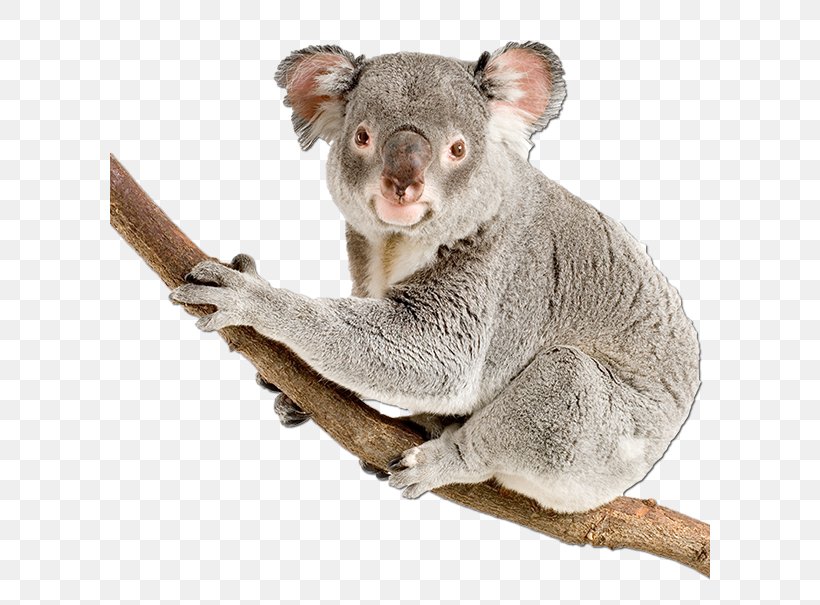 Koala Bear Stock Photography Australia Royalty-free, PNG, 600x605px, Koala, Australia, Bear, Cuteness, Depositphotos Download Free