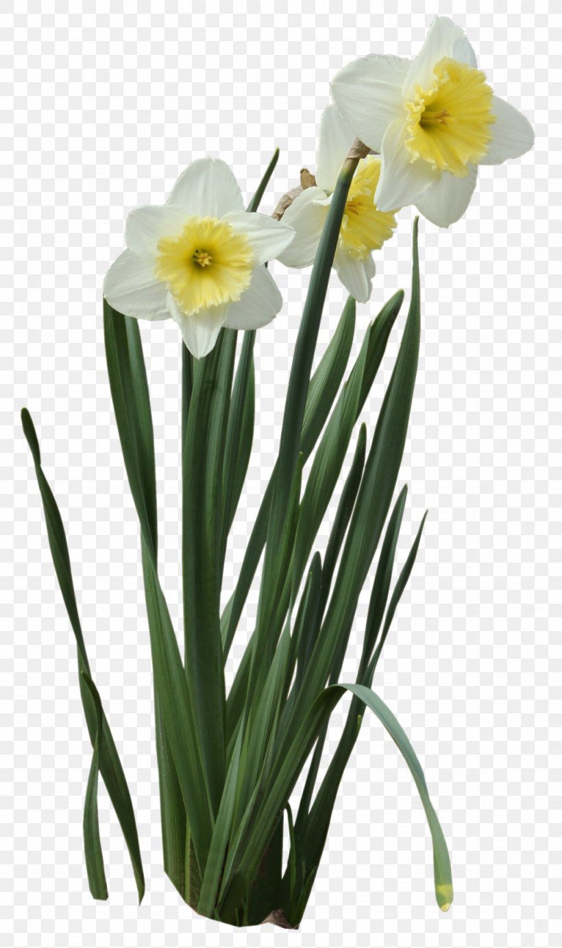 Narcissus Pseudonarcissus Narcissus Tazetta I Wandered Lonely As A Cloud, PNG, 1024x1726px, Narcissus Pseudonarcissus, Amaryllis Family, Bulb, Cut Flowers, Daffodil Download Free