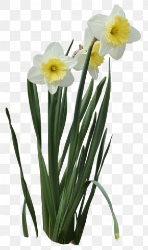 Zhangzhou Narcissus Tazetta Icon Png 700x700px Zhangzhou Artifact Blog Daffodil Flower Download Free