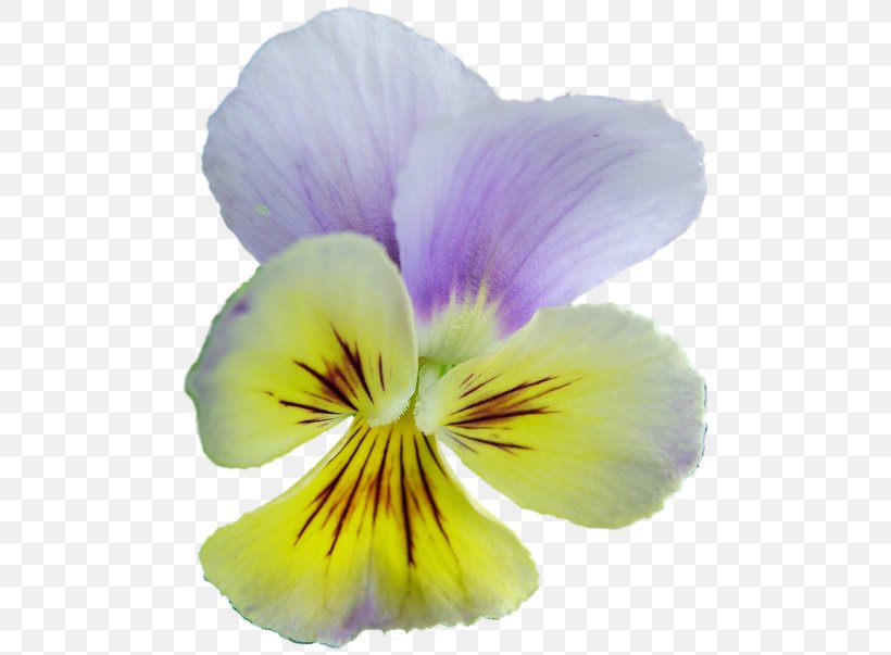 Pansy Violet Archive File Clip Art, PNG, 500x603px, Pansy, Archive File, Flower, Flowering Plant, Petal Download Free
