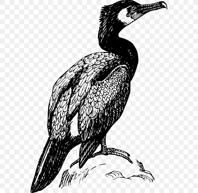 Cormorant Bird Clip Art, PNG, 567x800px, Cormorant, Art, Beak, Bird, Bird Of Prey Download Free