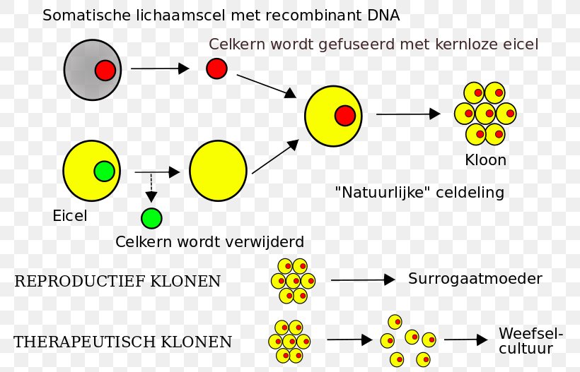 Human Cloning Somatic Cell Nuclear Transfer Stem Cell DNA, PNG, 800x527px, Cloning, Animal, Area, Brand, Diagram Download Free