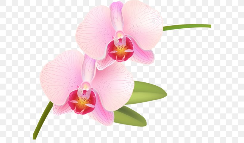 Orchids Vector Graphics Phalaenopsis Equestris Illustration Flowering Plant, PNG, 600x479px, Orchids, Branch, Cattleya, Christmas Orchid, Dendrobium Download Free