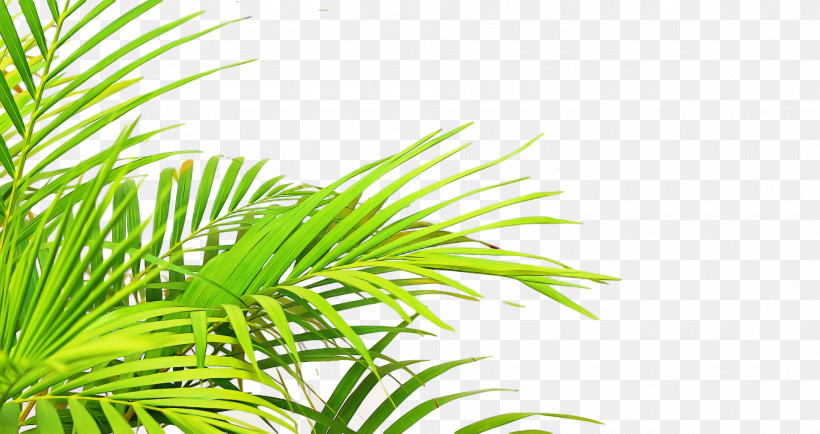 Palm Trees, PNG, 1920x1018px, Palm Trees, Easter Lily, Ecoregion, Embryophyte, Flora Download Free