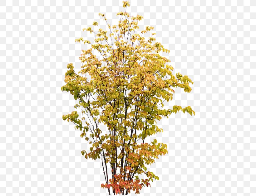 Shrub Twig Tree Plant, PNG, 434x629px, Shrub, Animaatio, Birch, Branch, Bud Download Free