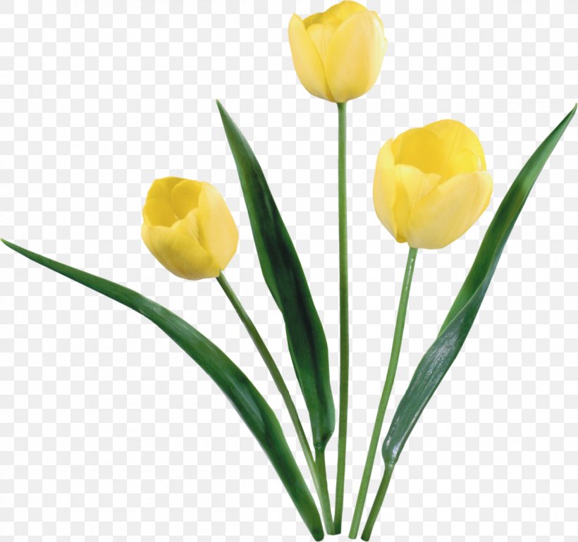 Tulip Flower Clip Art, PNG, 1200x1126px, Tulip, Bud, Cut Flowers, Digital Image, Floral Design Download Free