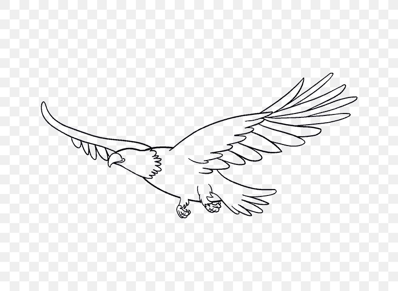 Bald Eagle Bird Drawing, PNG, 678x600px, Bald Eagle, Art, Artwork, Beak, Bird Download Free