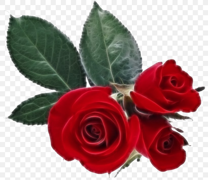 Desktop Wallpaper Rose Valentine's Day Heart, PNG, 800x710px, Rose, Artificial Flower, Cut Flowers, Floribunda, Flower Download Free
