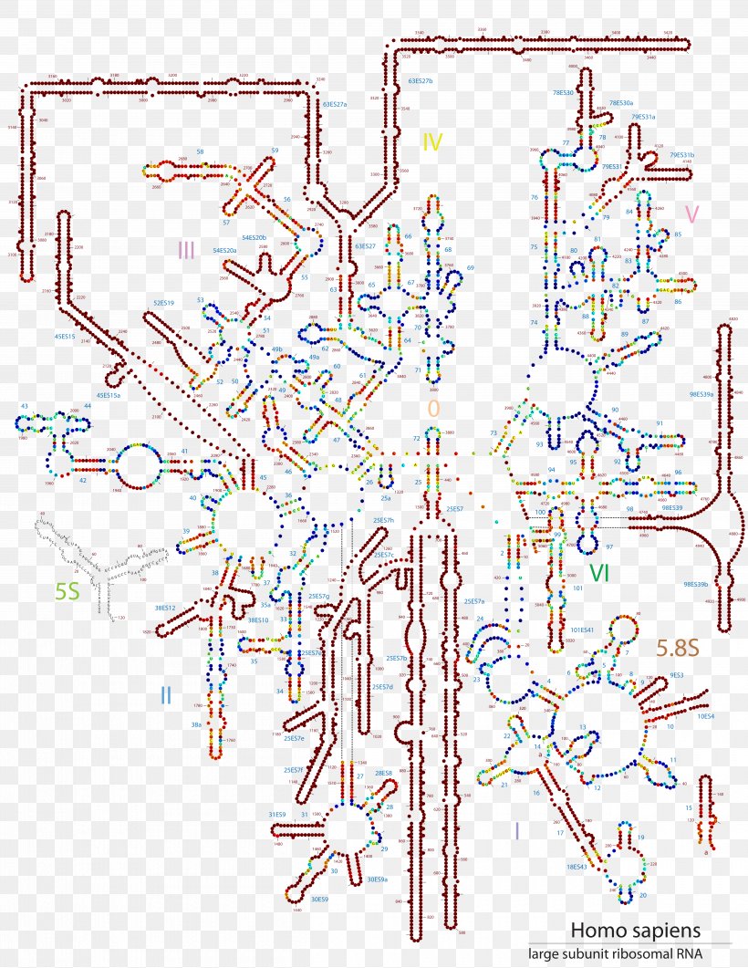 Diagram Point 28S Ribosomal RNA Contour Line, PNG, 5000x6471px, Diagram, Area, Contour Line, Nucleotide, Onion Download Free