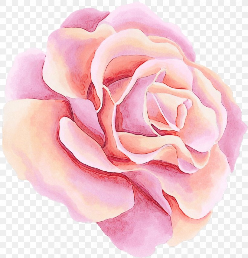 Garden Roses, PNG, 1651x1717px, Watercolor, Floribunda, Flower, Garden Roses, Hybrid Tea Rose Download Free