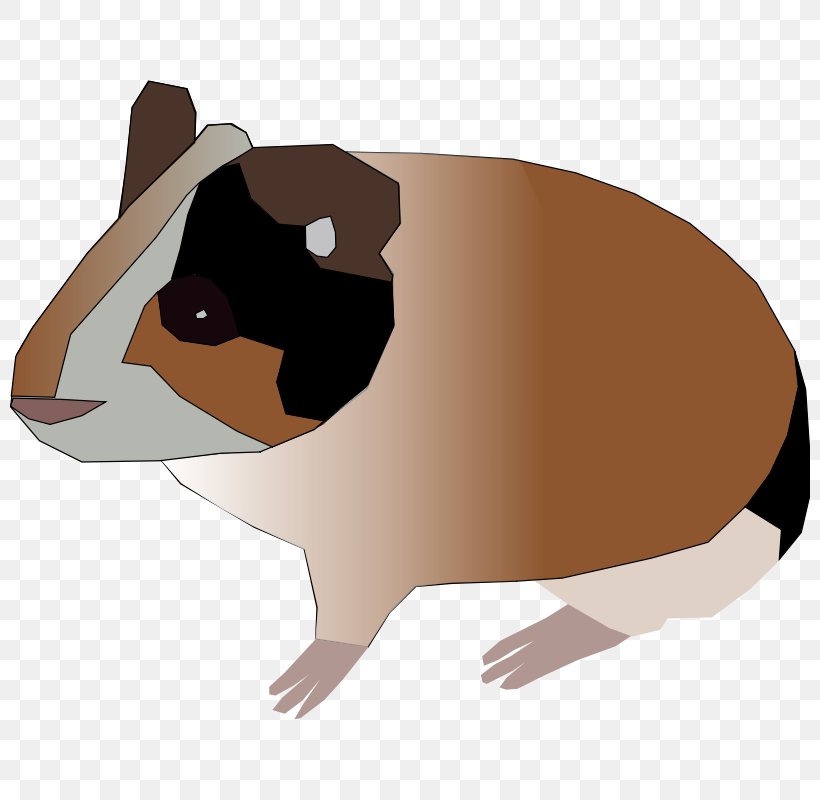 Guinea Pig Rodent Clip Art, PNG, 800x800px, Guinea Pig, Carnivoran, Dog Like Mammal, Drawing, Fauna Download Free