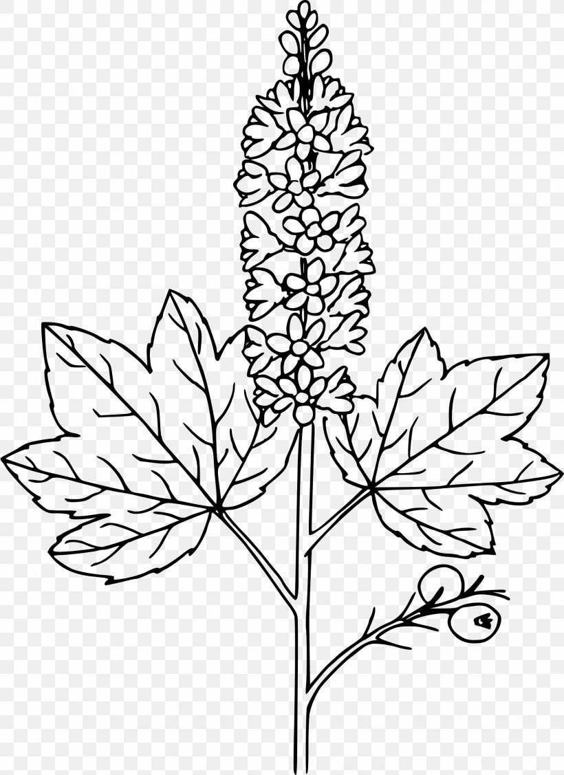 Clip Art, PNG, 1746x2400px, Plant, Black And White, Branch, Cercocarpus Ledifolius, Collomia Download Free