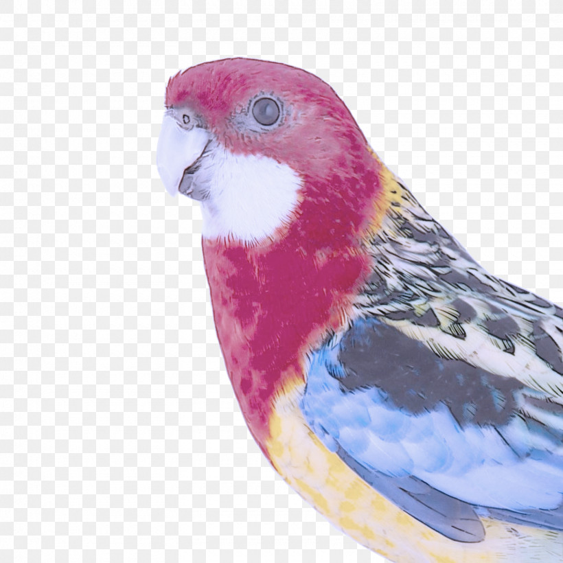 Feather, PNG, 1560x1560px, Bird, Beak, Budgie, Feather, Lovebird Download Free