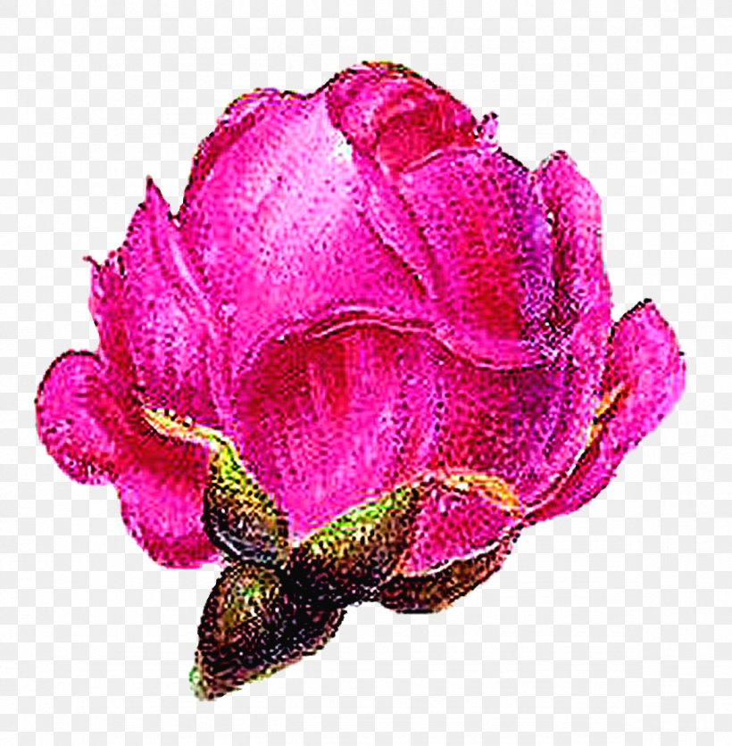 Garden Roses Cabbage Rose Floribunda Petal Cut Flowers, PNG, 1176x1200px, Garden Roses, Cabbage Rose, Cut Flowers, Family M Invest Doo, Floribunda Download Free