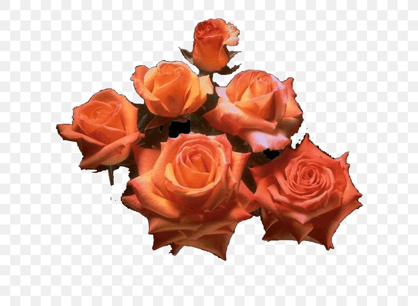 Garden Roses Cut Flowers Floral Design Flower Bouquet, PNG, 800x600px, Garden Roses, Artificial Flower, Cut Flowers, Floral Design, Flower Download Free