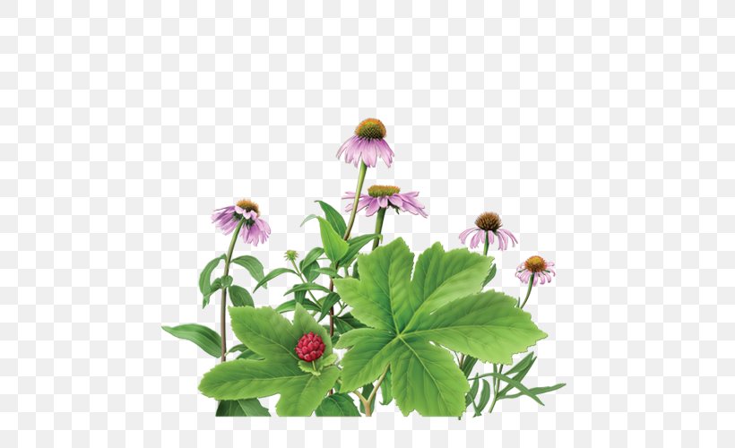 Herbal Tea Purple Coneflower Goldenseal, PNG, 500x500px, Tea, Annual Plant, Bitters, Camellia Sinensis, Coneflower Download Free