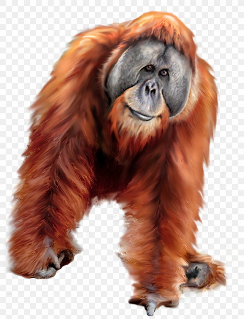 Orangutan Gorilla Tiger, PNG, 1320x1730px, Orangutan, Animal, Fauna, Fur, Gorilla Download Free