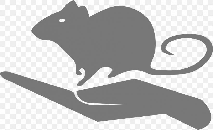Whiskers Rat Mouse Cat Scientist, PNG, 914x561px, Whiskers, Animal Science, Athens, Beaver, Black Download Free